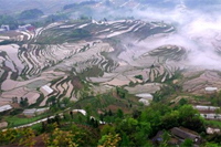 重慶酉陽五朝貢米梯田.現(xiàn)代農(nóng)業(yè)產(chǎn)業(yè)園規(guī)劃