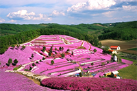 四川泯東·櫻花谷旅游度假小鎮(zhèn)